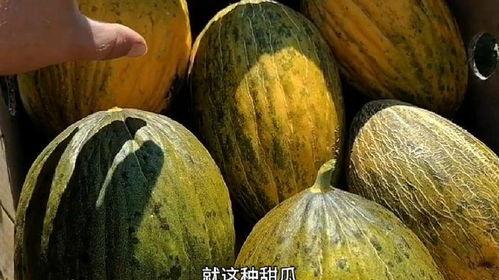 中老年吃的瓜,健康美味瓜果大盘点