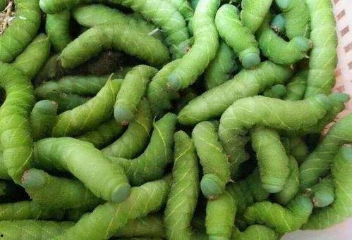 zx豆瓣吃瓜,揭秘网络热议背后的真相与笑料