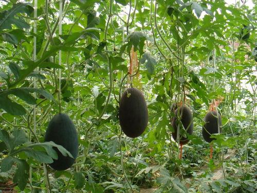 重磅吃瓜河北,揭秘河北风云事件背后的真相