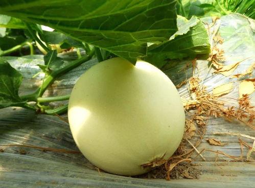 吃瓜的二区在哪里,吃瓜二区神秘之地，探寻瓜界热点新坐标