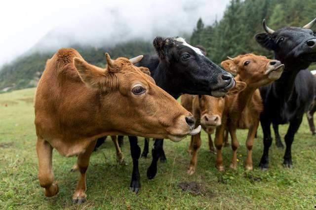 牛吃瓜吃的不反刍,不反刍的奇妙食趣