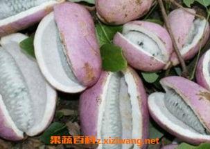 恩施奶奶吃瓜,一场与自然的亲密邂逅