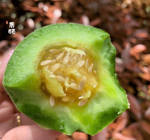 洋瓜蜜怎么吃,解锁美味新体验