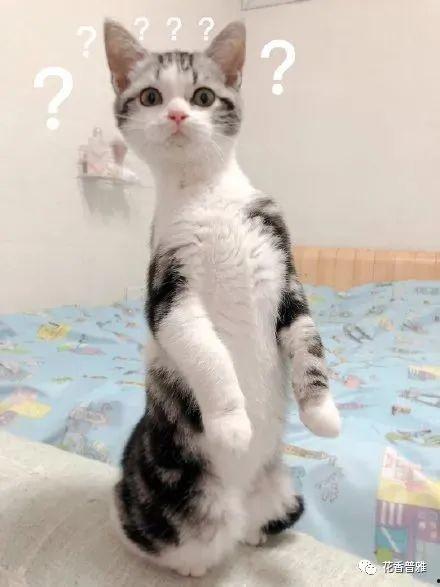 喜欢吃瓜的猫,揭秘爱吃瓜的猫咪的独特魅力