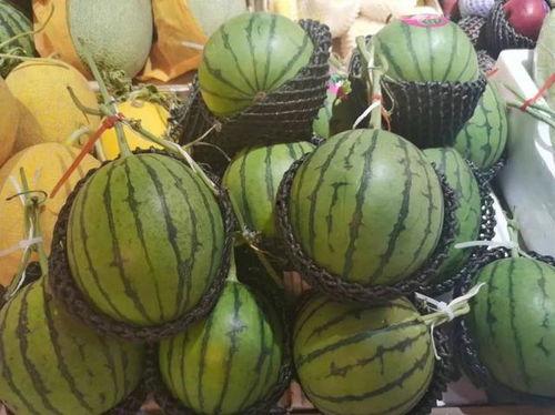 吃瓜小糖人布料,吃瓜小糖人的甜蜜秘密