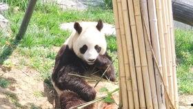 猪猪小野吃瓜,趣味横生的美食之旅