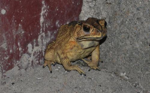 井中蛙吃瓜盘下载,下载之旅揭秘