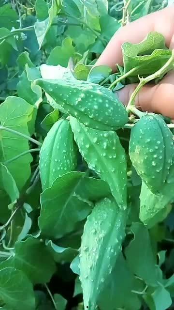 老瓢瓜怎么吃,解锁美味新体验