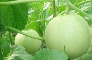 居居吃瓜,揭秘娱乐圈背后的那些事儿