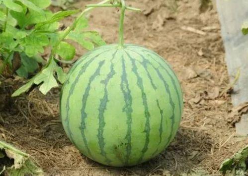 子母瓜怎么吃最好,解锁美味新体验