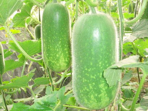 扇嘴巴吃瓜视频大全,笑料百出视频大盘点