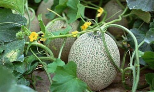 吃学习资料吃瓜,瓜界新鲜资讯