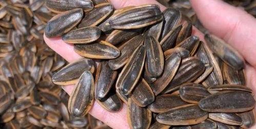 吃瓜子能吃瓜,吃瓜子也能吃出瓜的乐趣