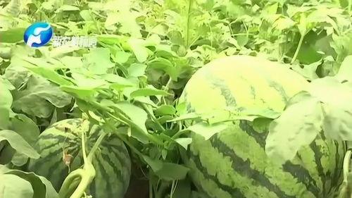 上蔡吃瓜,探寻当地特色美食之旅