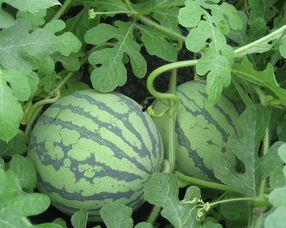 糍瓜孕妇可以吃吗,安全与营养两不误