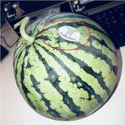 所有网红吃瓜视频,揭秘娱乐圈幕后真相