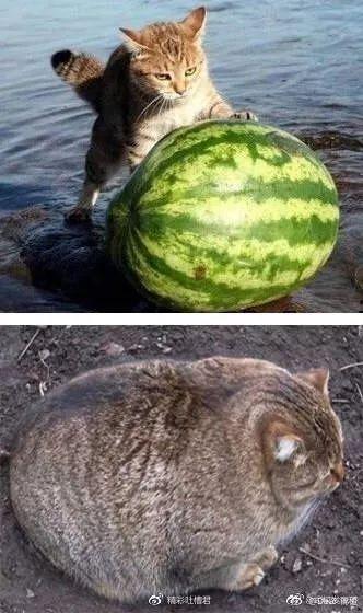 旁人只知道吃瓜,揭秘“吃瓜群众”背后的社会现象