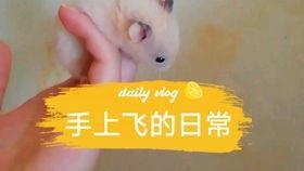 吃瓜背景音,揭秘吃瓜背后的趣味与真相